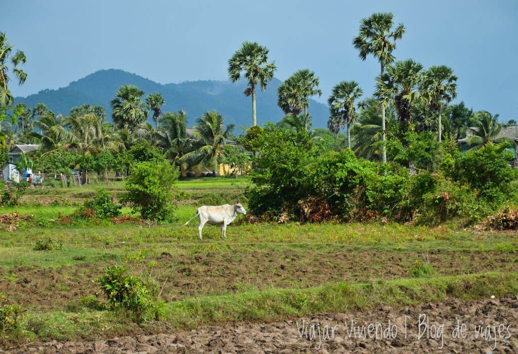 viajar a Kampot, Camboya