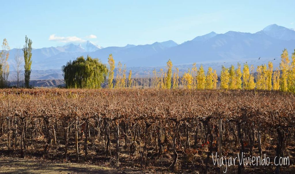 viñedos en Barreal San Juan
