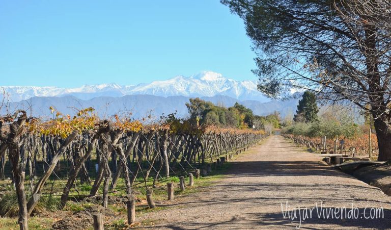 Paisaje de viñedos en las bodegas en Lujan de Cuyo, Mendoza