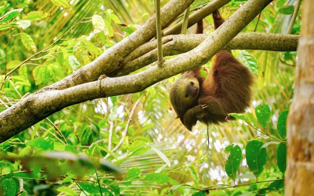 oso perezoso en costa rica para viajar en febrero