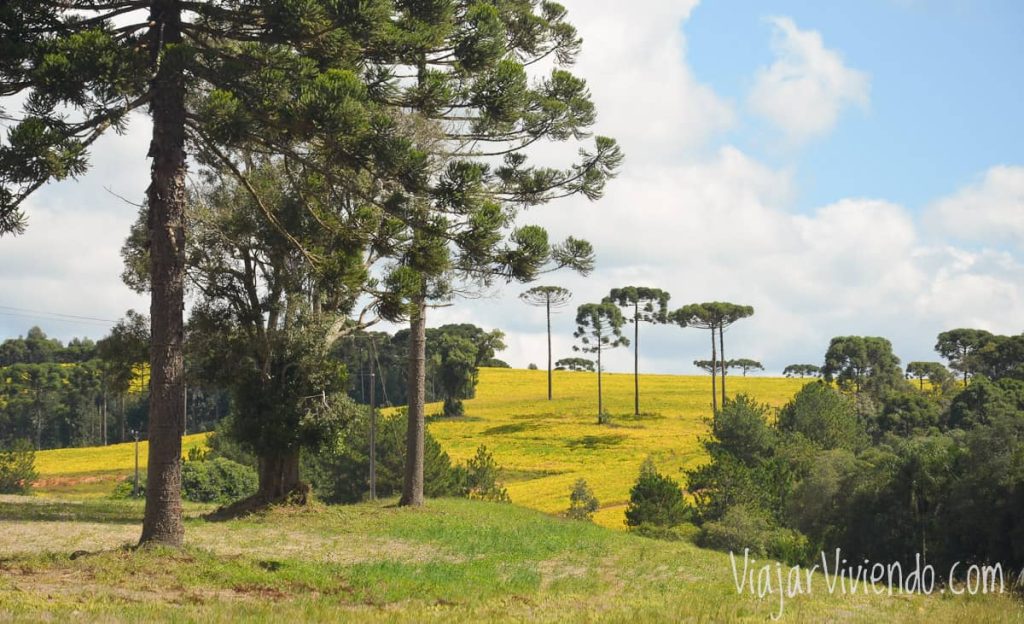 paisaje al viajar a brasil en auto