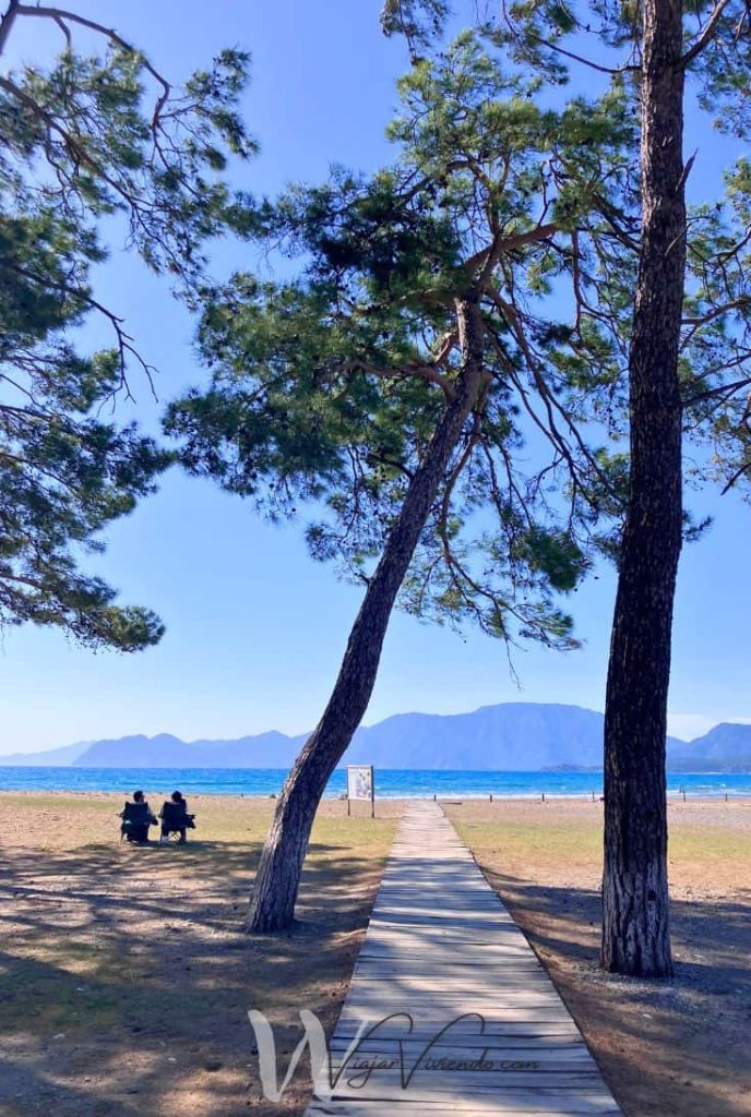 arboles en iztuzu