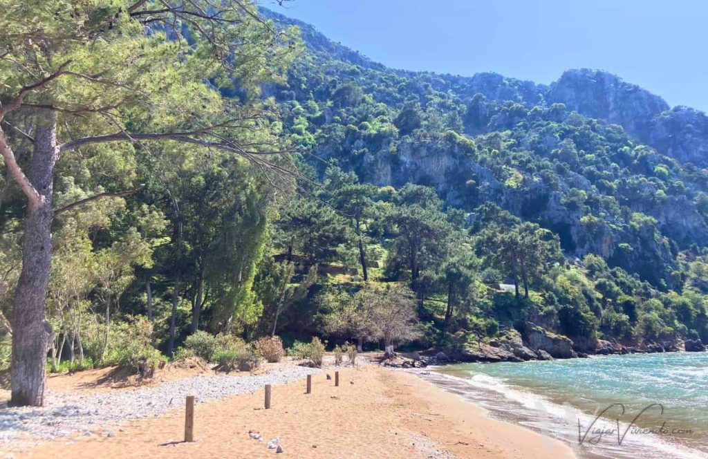 arboles en la playa iztuzu beach