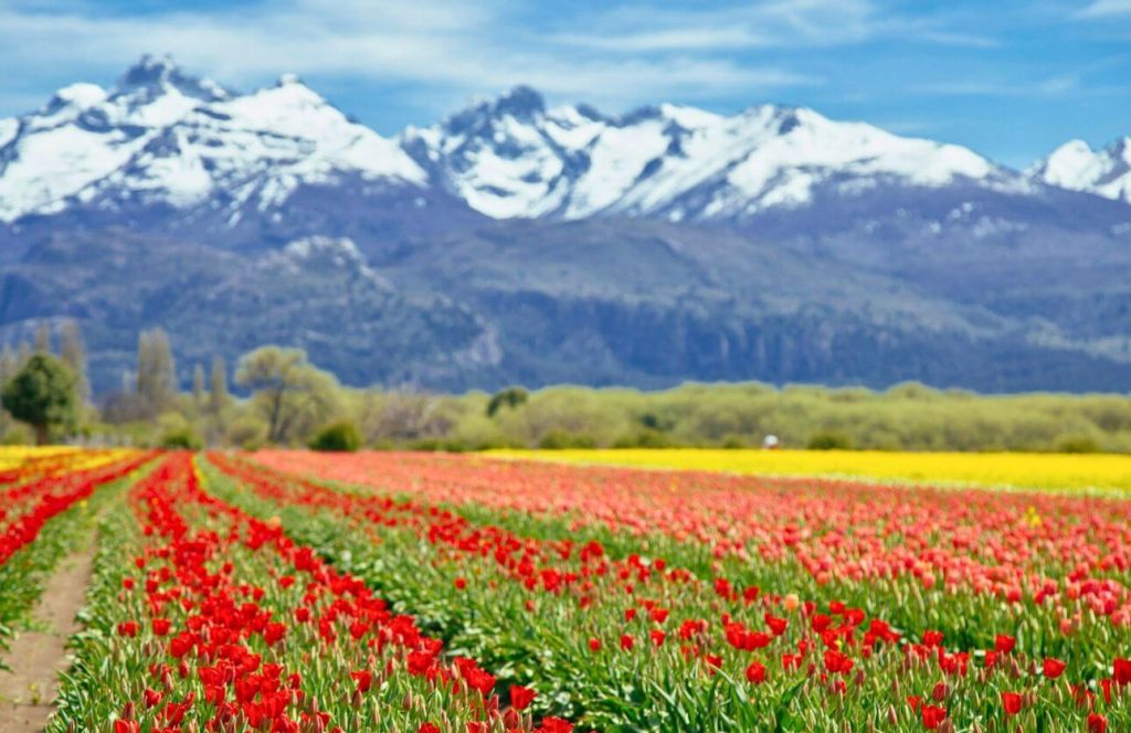 viaje a argentina tulipanes en trevelin