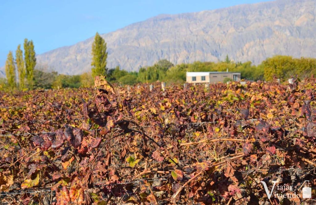 bodegas que visitar en san juan argentina
