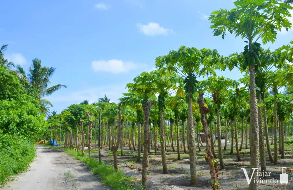 cultivos de papaya en thoddoo