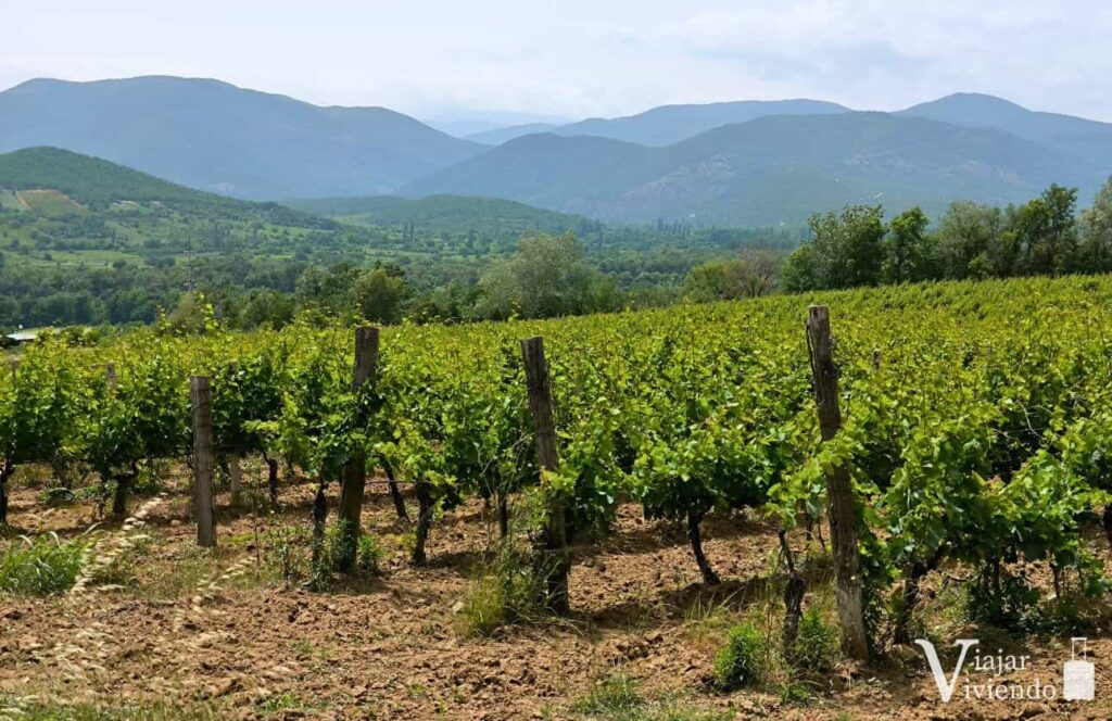 ruta del vino en macedonia