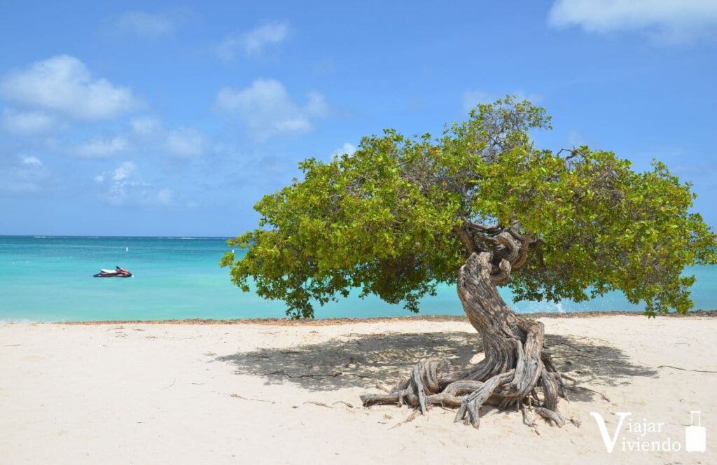 arbol fofoti en la playa eagle beach de aruba vs divi divi
