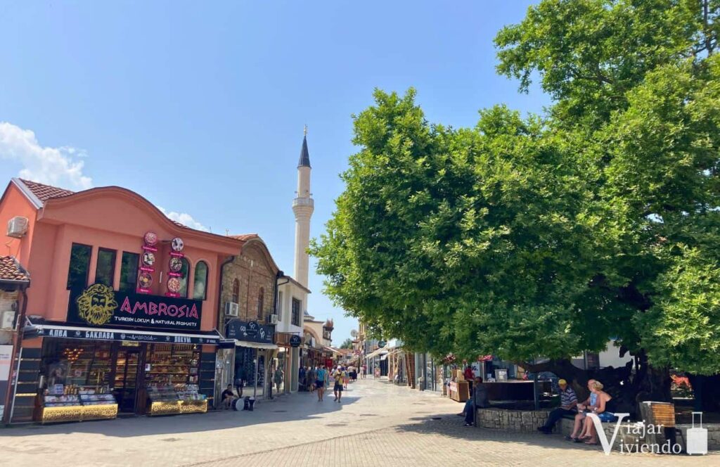 arbol de platano oriental en el casco antiguo de ohrid