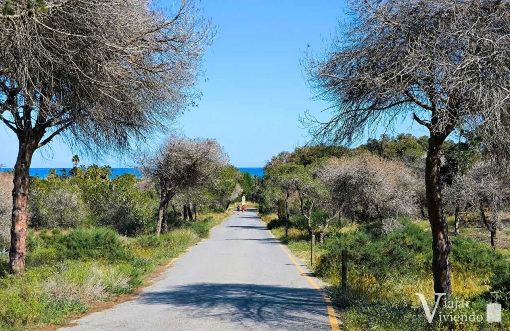 caminos en el parque alfonso