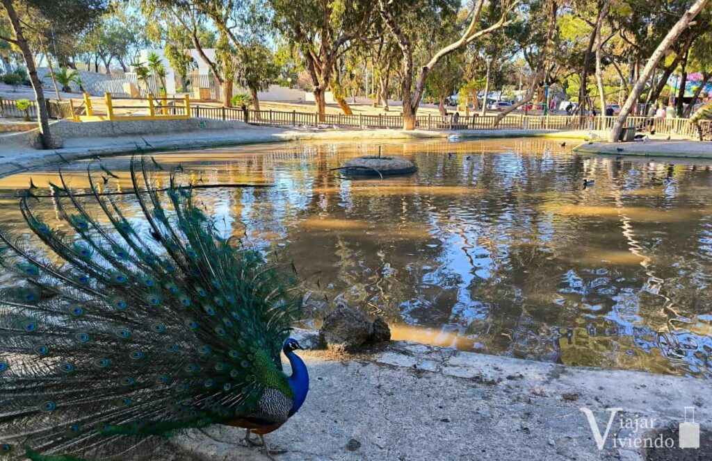 pavo real y laguna en el parque reina sofia