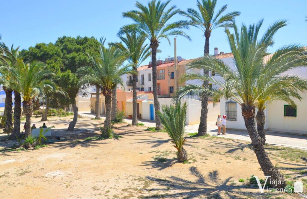 palmeras en el pueblo de tabarca