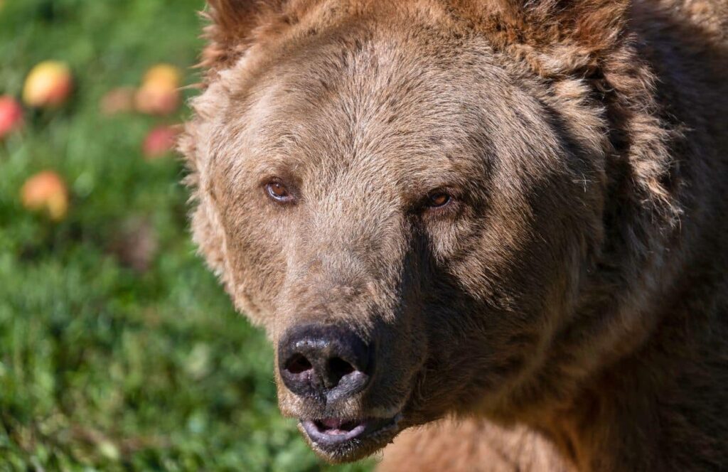 que hacer en pristina en el santuario de osos