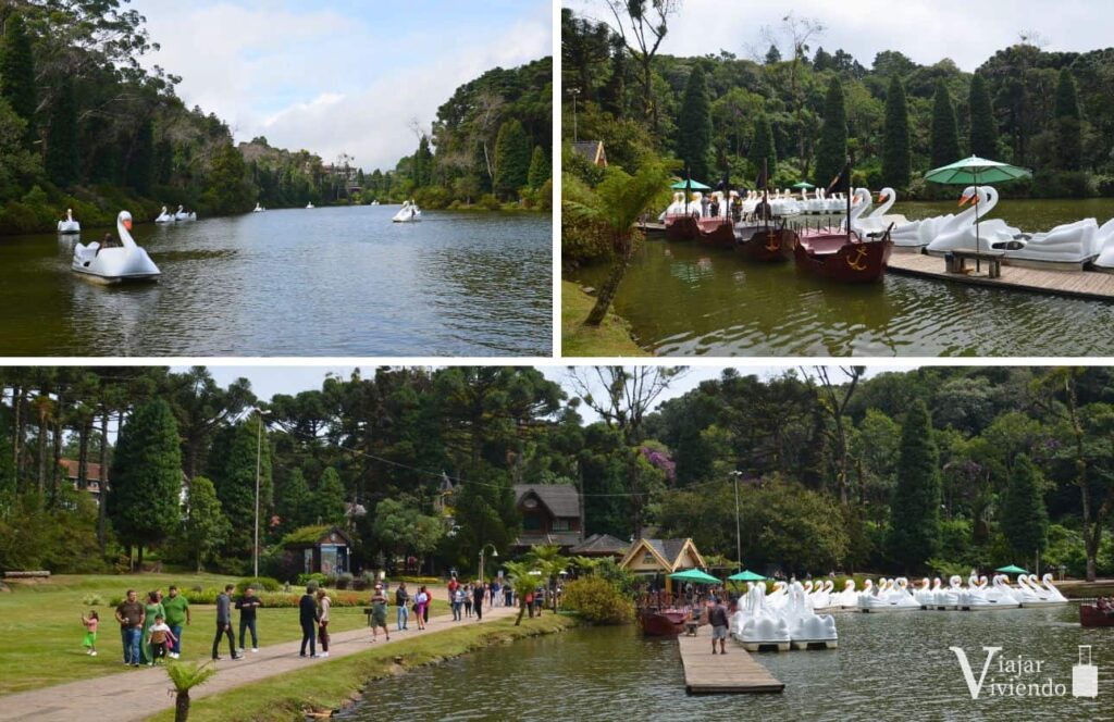 cisnes en el lago negro de gramado