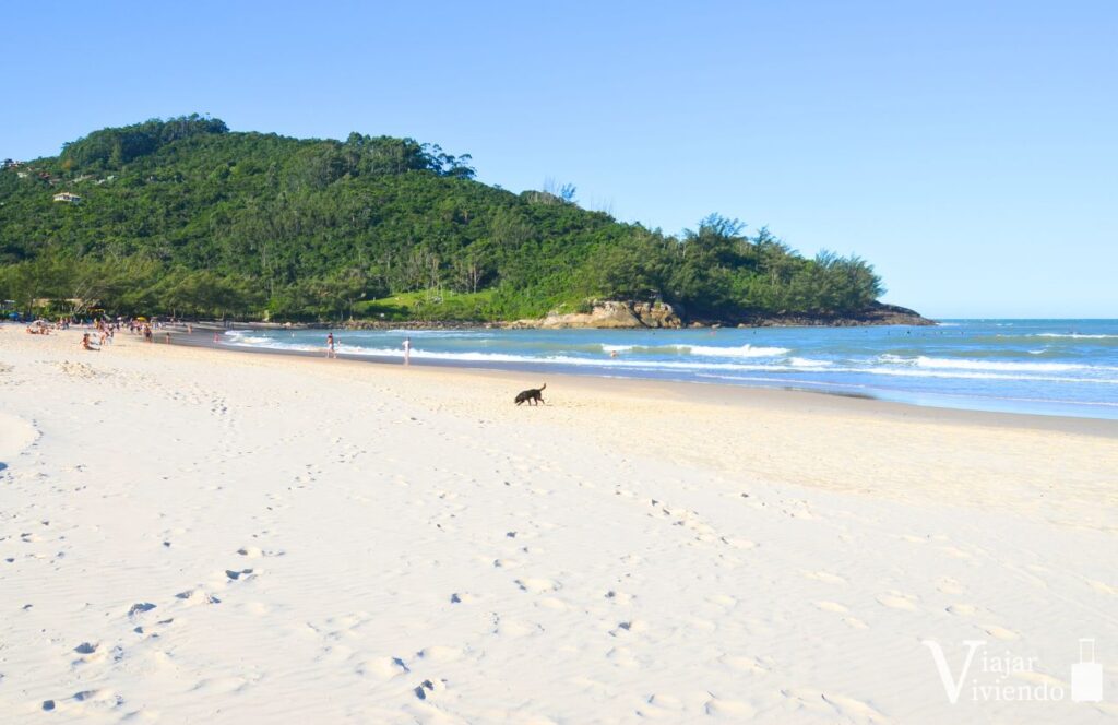 vistas de playa ferrugem con un perro jugando