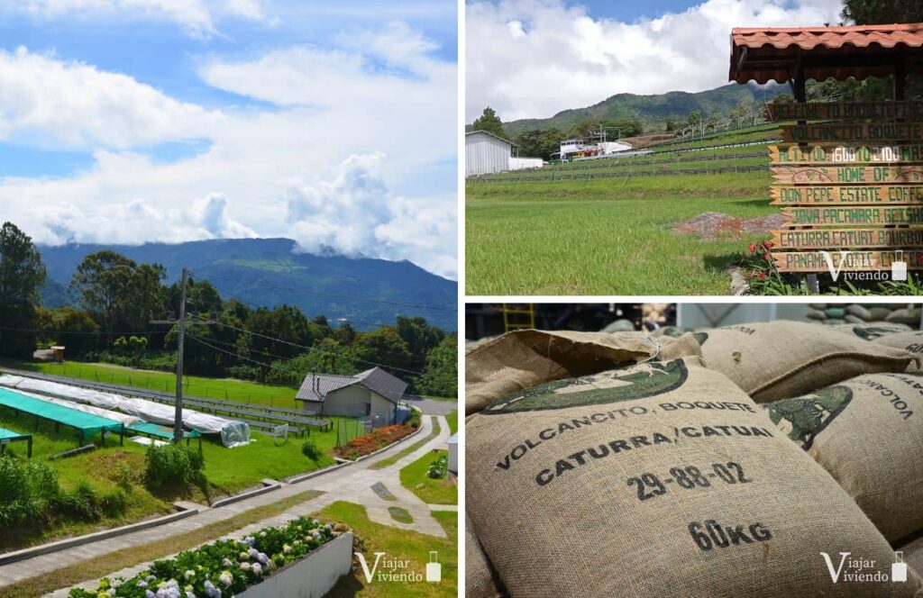 visita a plantacion de cafe en boquete panama