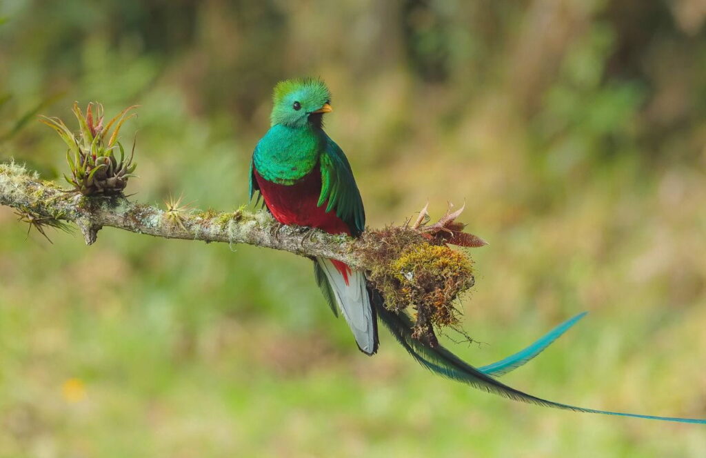 ave quetzal en panama y costa rica