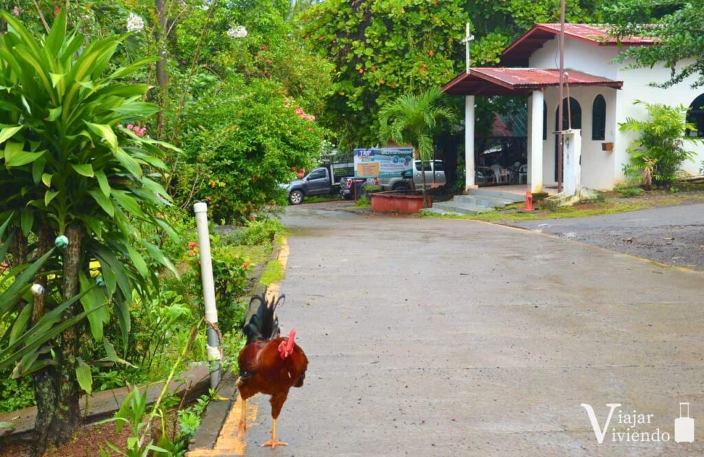 gallo en las calles del pueblo de boca chica en panama