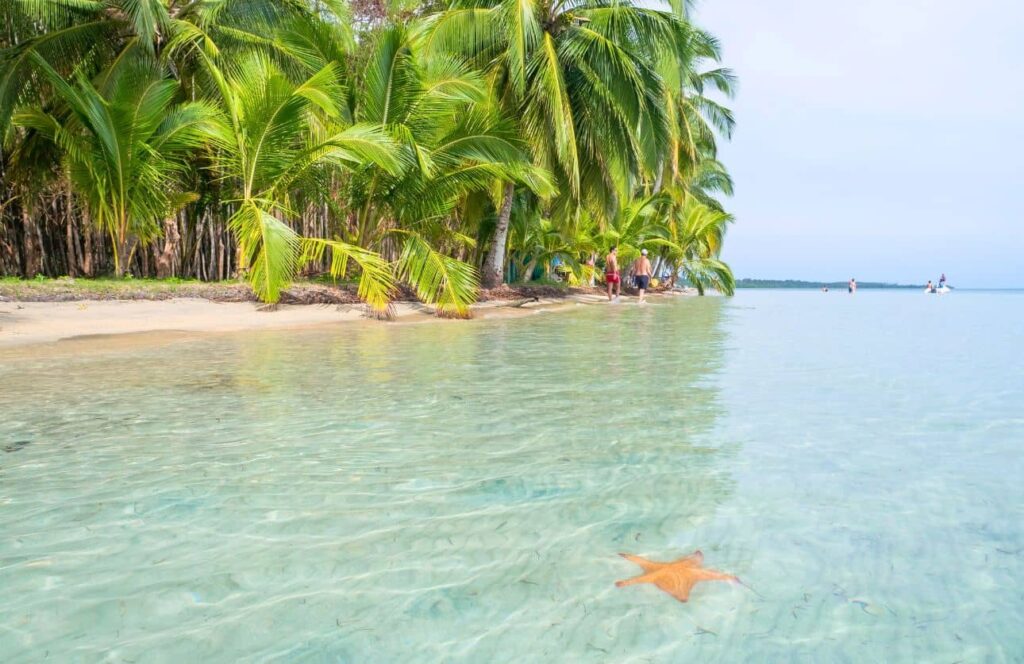 estrella de mar en el agua de playa estrella en panama