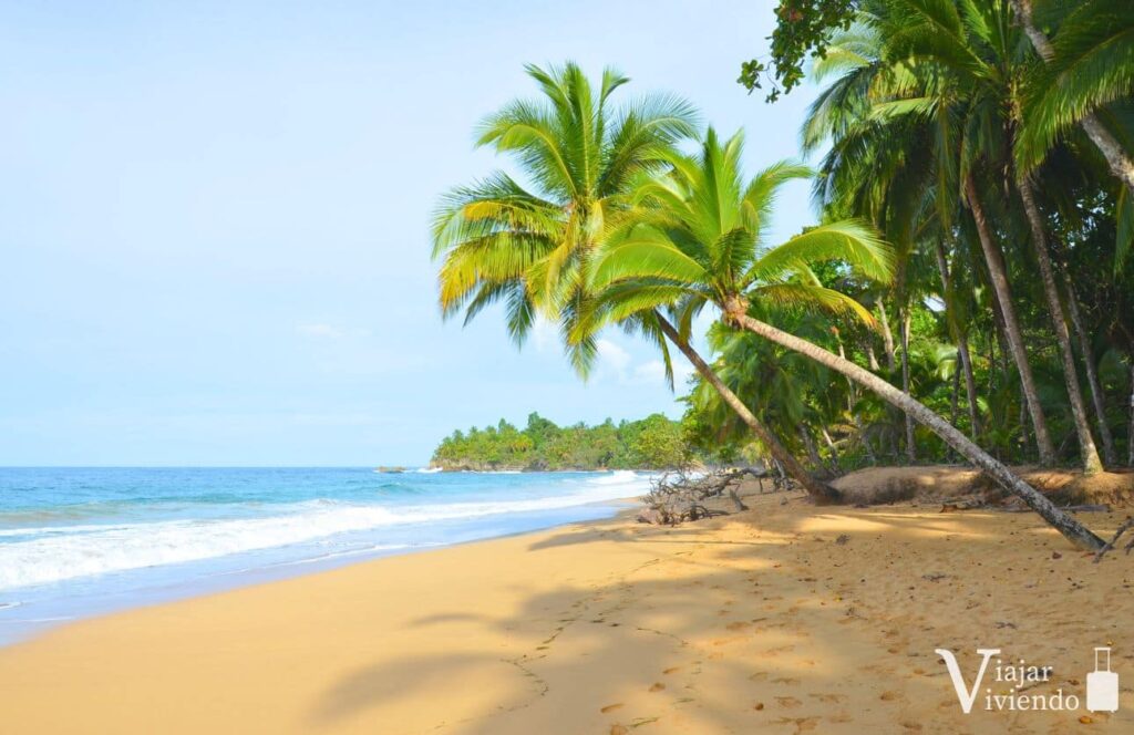 palmeras en playa bluff una de las mejores playas de bocas del toro