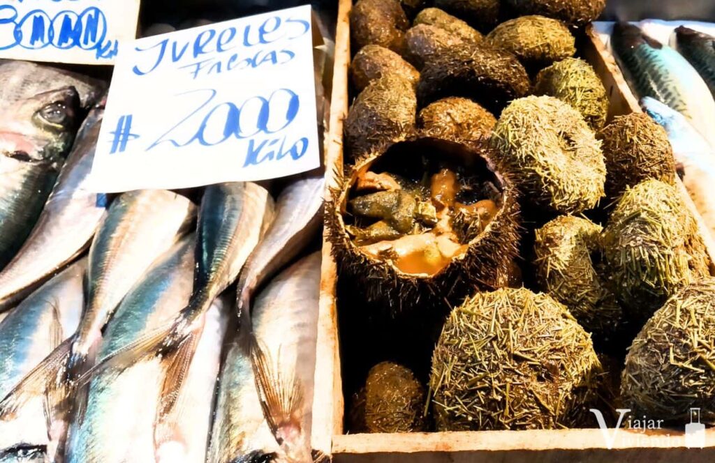 erizos en el mercado de mariscos de santiago de chile