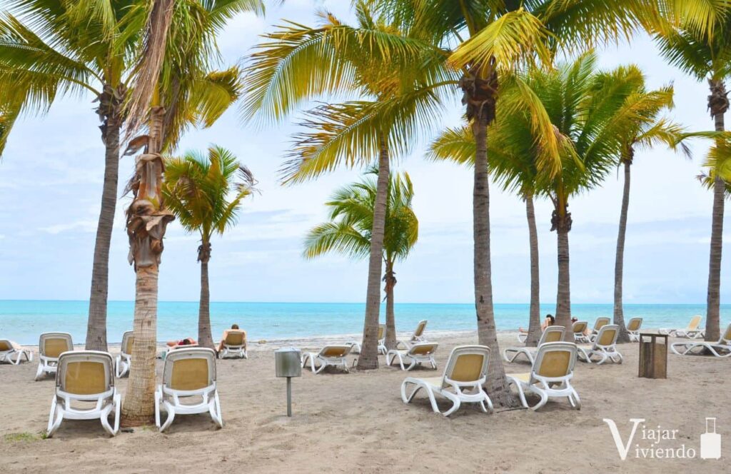 cocoteros en playa blanca panama