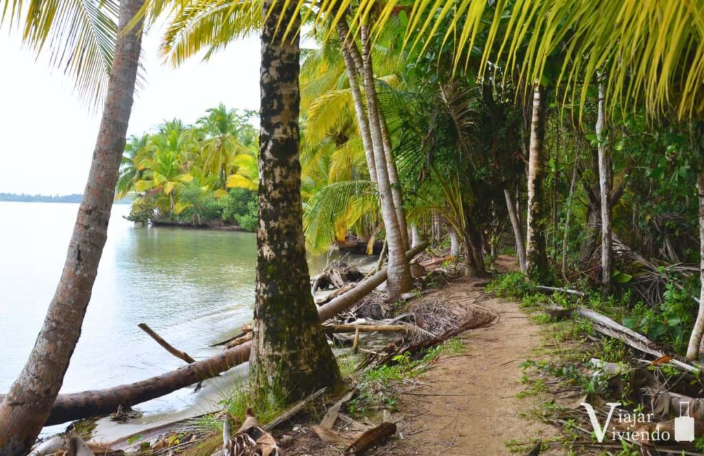sendero en bocas del toro para ir a playa estrella