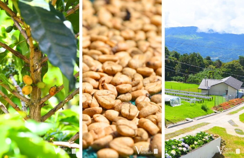 cafetales para visitar en la ruta por panama en boquete