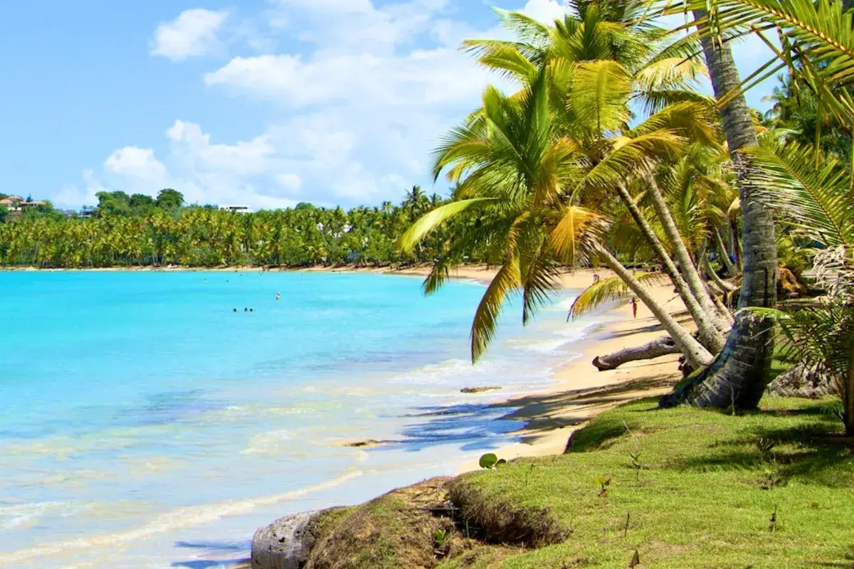 playa con cocoteros en samana republica dominicana