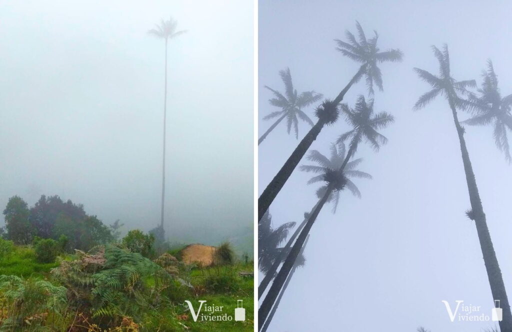 niebla que no permite ver las palmas de cera en el valle de cocora