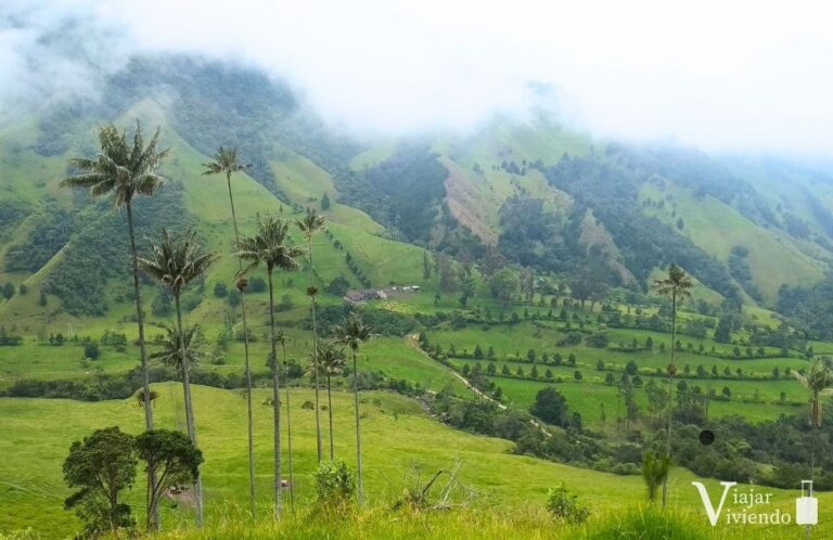 paisaje del valle de cocora en colombia con palmas de cera del quindio