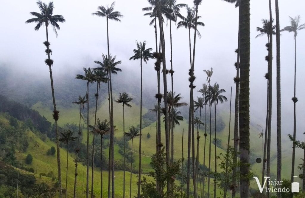 palmas de cera del quindio en el valle de cocora