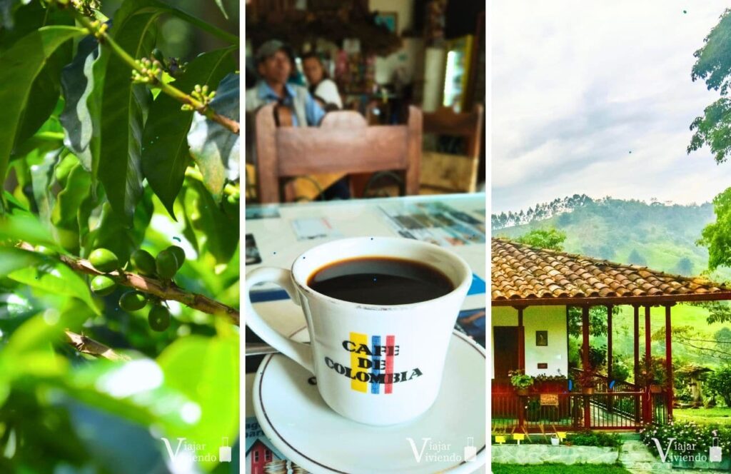 planta de cafe, cafe y finca en la visita a una finca cafetera de salento