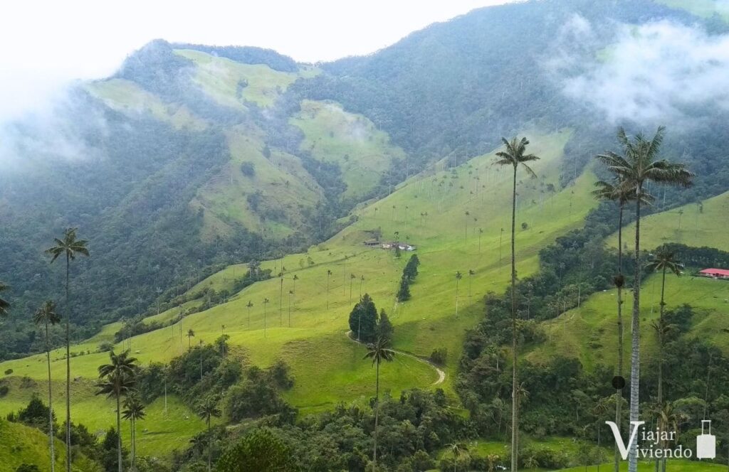 paisaje del valle de cocora imperdible que ver en salento