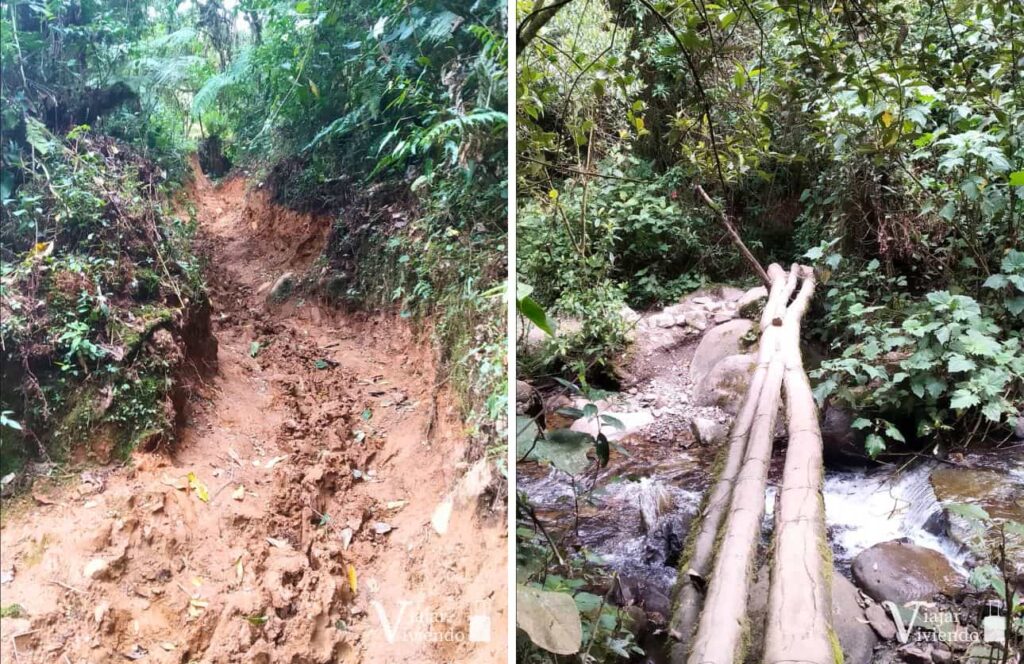 barro en el sendero del valle de cocora y puente muy rustico de solo tres troncos