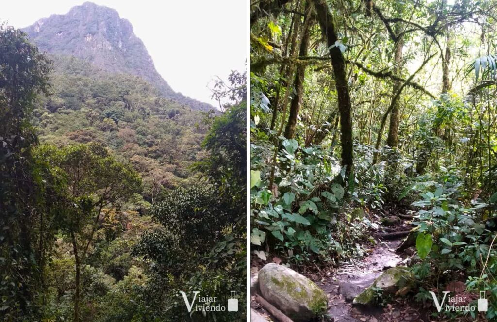 sendero del trekking en el valle de cocora