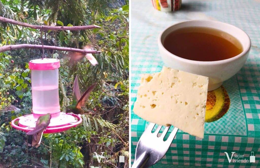 colibries y agua de panela con queso en la reserva acaime en el valle de cocora