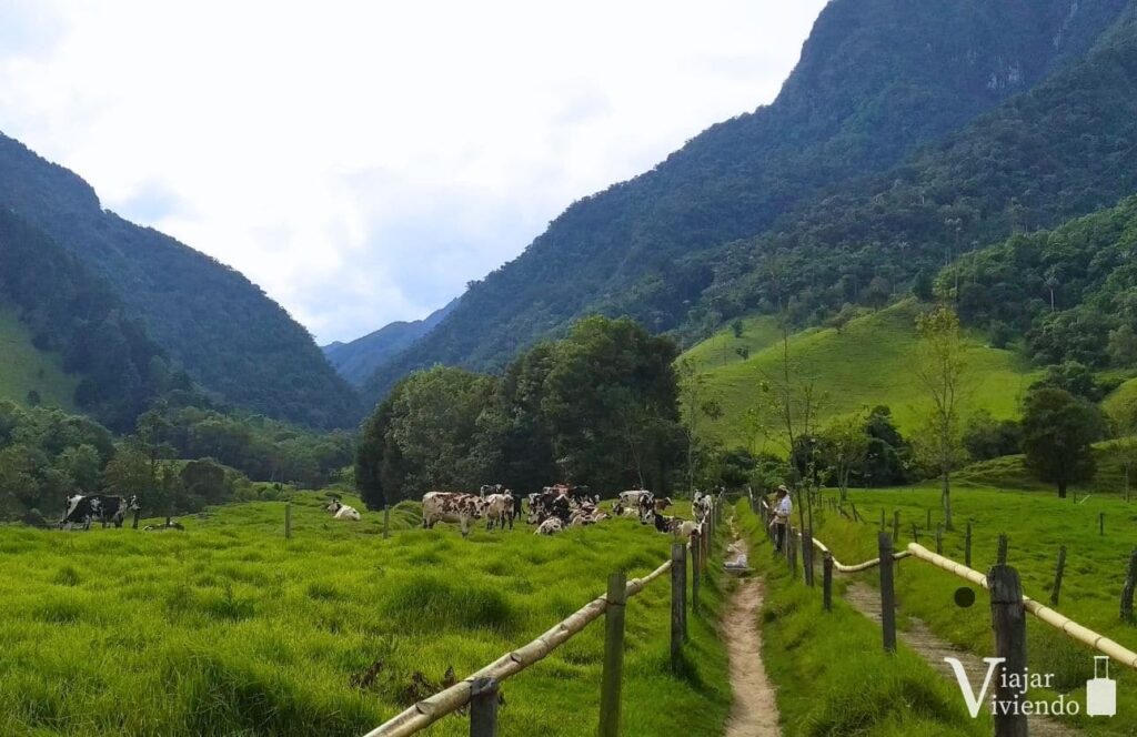 sendero largo en el valle de cocora en salento