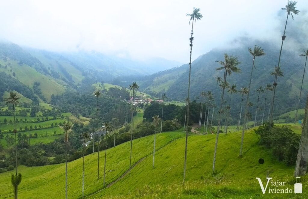 mirador a las palmas de cera en el valle de cocora
